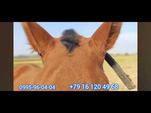 Видео: 9 октября 2025 г.