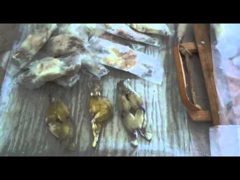Видео: Франция.Деликатесы Ч-1.Легушачьи лапки и не только