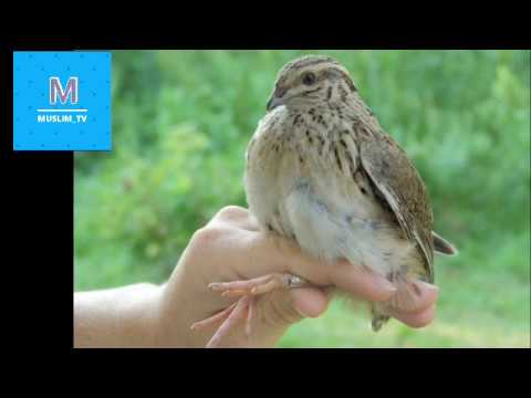 Видео: Фозил кори! Бедана tasirli rivoyat