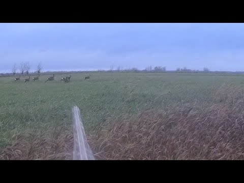 Видео: ОХОТА НА КОСУЛЮ !!! ПОДОШЁЛ К  СТАДУ !!! БАСТУРМА ИЗ КОСУЛИ!!!!