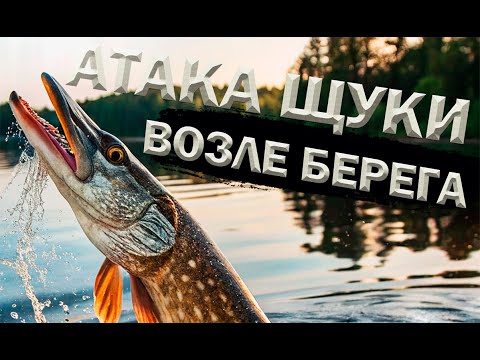 Видео: Атака щуки возле берега! На 5 минуте.