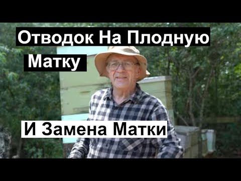 Видео: | Пасека #137 Отводок на Плодную Матку и Замена Матки Почему я так Делаю Пчеловодство для начинающих