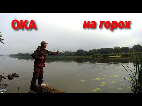 Видео: На горох ещё клюёт. Рыбалка на ОКЕ в середине сентября.