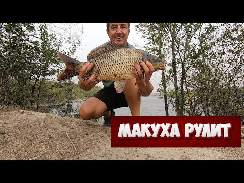 Видео: на утятнике карп сошел с  ума