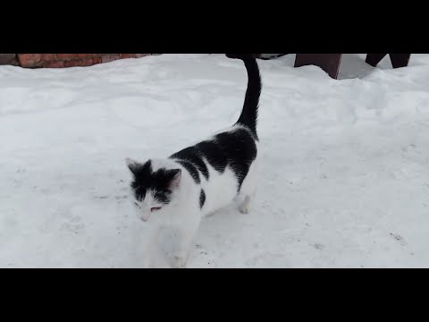 Видео: Гарколово. В поисках крупной корюшки. Финский залив. 20.02.2021