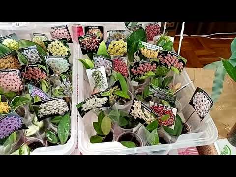 Видео: Выставка в Анапе 24 августа. Часть 2.