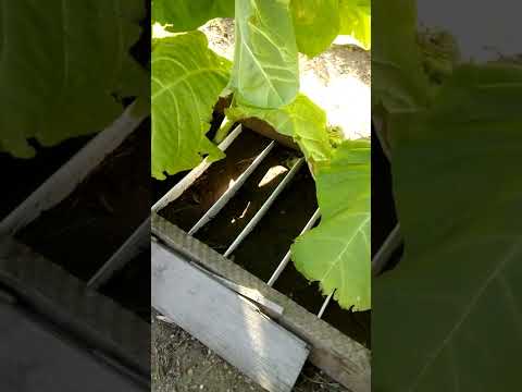 Видео: когда сеять табак в грунт.