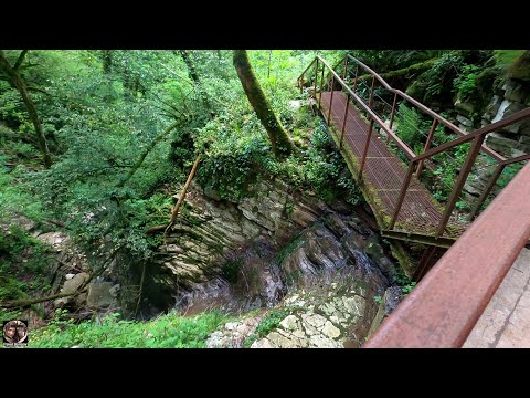 Видео: Большое кольцо Тисо-самшитовая роща, Хоста (Сочи). 05-2023 #тисосамшитоваяроща #чертовыворота #хоста