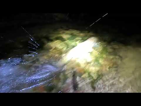 Видео: Кумжа поднимается к месту нереста.