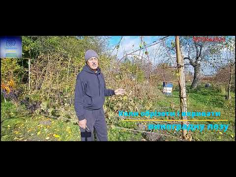 Видео: Коли обрізати і вкривати виноградну лозу на зиму.