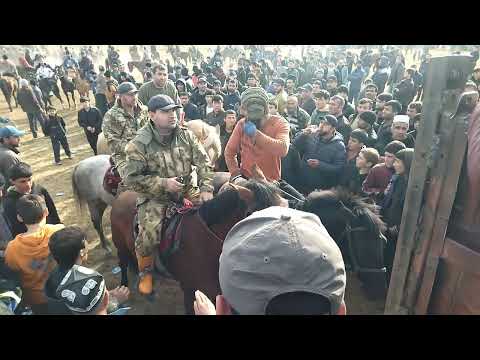 Видео: БУЗКАШИ ХОВАЛИНГ м ДОРОБИ ҚИСМИ ЯКУМ 14.01.2024