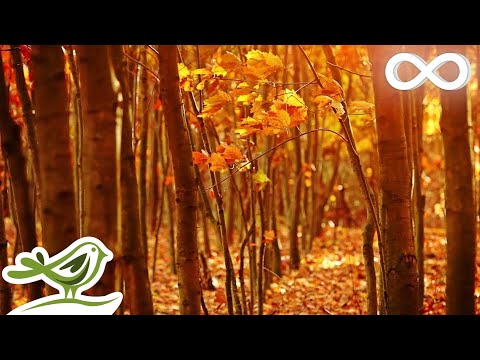 Видео: глубокая расслабляющая музыка, музыка для сна, медитационная музыка, музыка для сна ★135