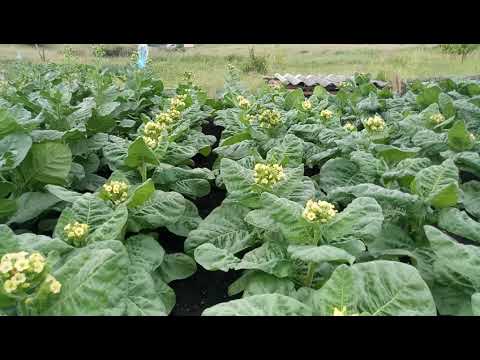 Видео: Вершкование махорки. Зачем?