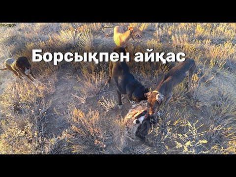 Видео: Аңшылықтың шынайы сәттері: борсыққа салу. Охота с тазы на барсука.