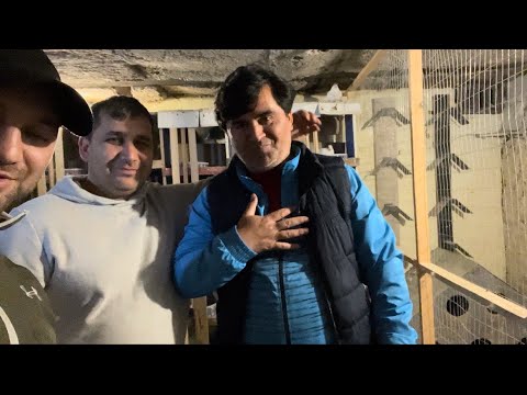 Видео: В гостях у голубевода Хуршеда, Душанбе Таджикистан 🇹🇯