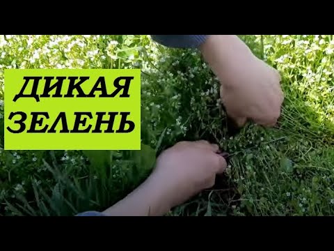 Видео: Съедобные дикоросы вместо огородной зелени.