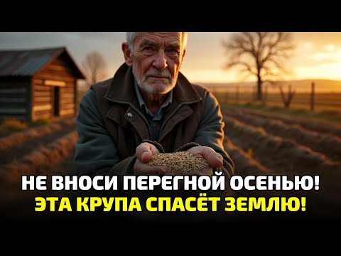 Видео: Все вносят перегной — и зря! Вот простая крупа, которая работает лучше любого навоза!