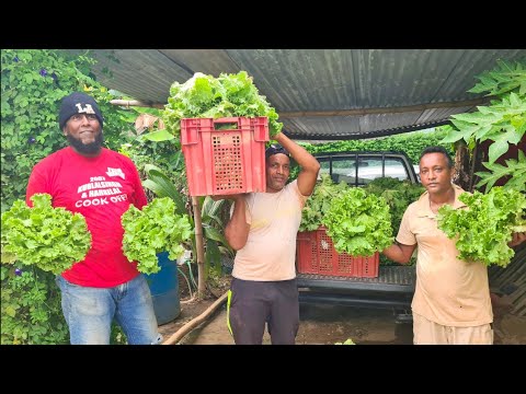 Видео: Познакомьтесь с Таллманом, фермером-салатником