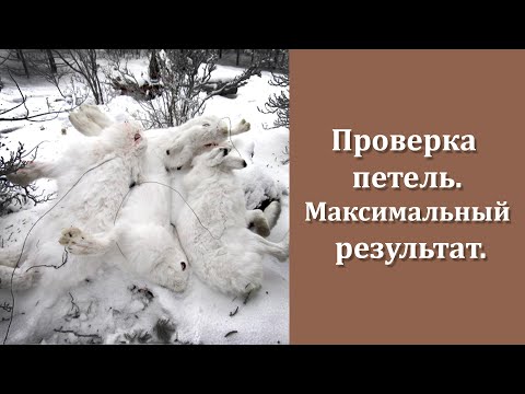 Видео: Проверка петель на зайца.За 4 дня 4 зайца.