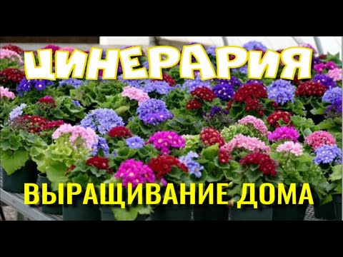Видео: Цинерария. Выращивание в комнатных условиях