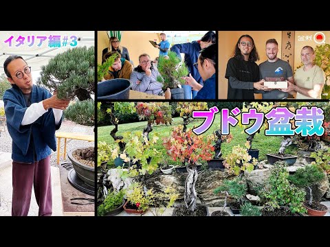 Видео: Удивительный виноградный бонсай и мастер-класс ~ Canta едет в Италию #3 ~ [Bonsai Q]