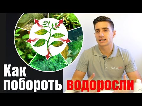 Видео: Как нужно бороться с водорослями в аквариуме. Нитчатка. Черная борода. Кладофора. Зеленый налёт.