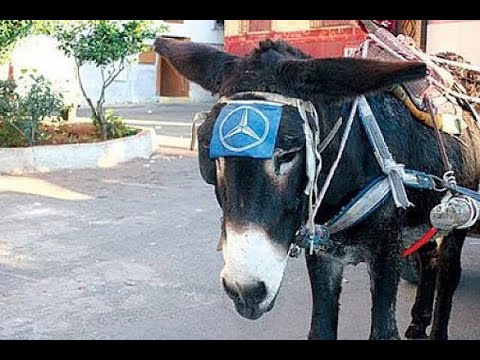 Видео: Угнанный осел