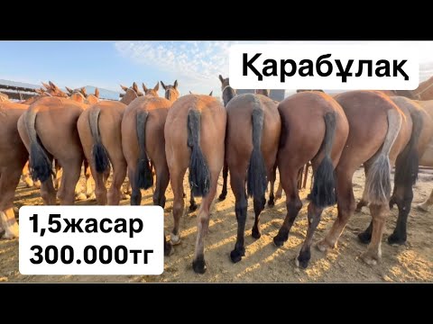 Видео: Қарабұлақ мал базары 14.08.24 Жылқы бағасы
