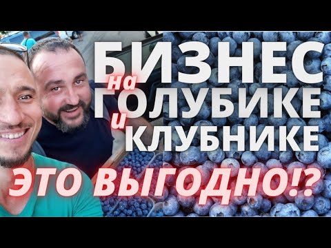 Видео: Голубика  и Клубника  выгодный  бизнес ? интервьюи лайфхаки  ягодный бизнес саженцы голубики