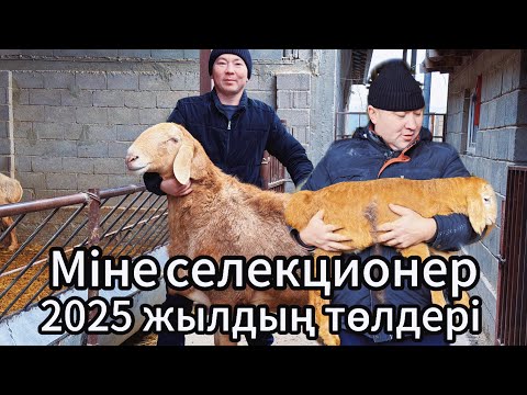 Видео: МАРАТ АҒАНЫҢ ҚОЙ ШАРУАШЫЛЫҒЫ-30 БАС ҚОЙ 30 000$ ТАБЫС (ЭЛИТА) 8 (775) 868-25-03
