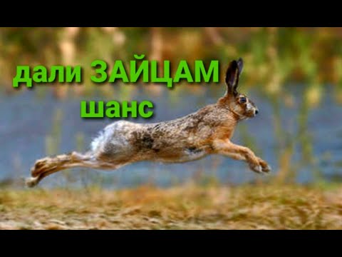Видео: Охота на ЗАЙЦА! Подняли 5 ЗАЙЦЕВ! Решили всем дать шанс)) Сожгли много калорий!!!