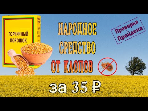 Видео: Горчица от клопов — самое дешевое народное средство