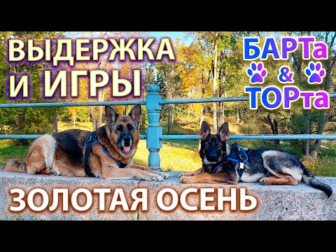 Видео: Прогулка, игры 🐕БАРТа с 🐶ТОРтом, золотая осень 2025.🍁