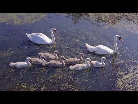 Видео: Не стреляйте белых лебедей - Возвращение