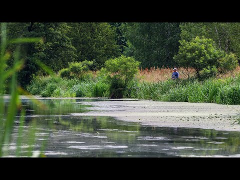 Видео: Біля Бехів на річці Уж,як не рибалка то Відро Карася.Поплавок не встигає стати на точку