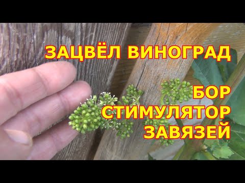 Видео: Зацвёл виноград. Бор как стимулятор