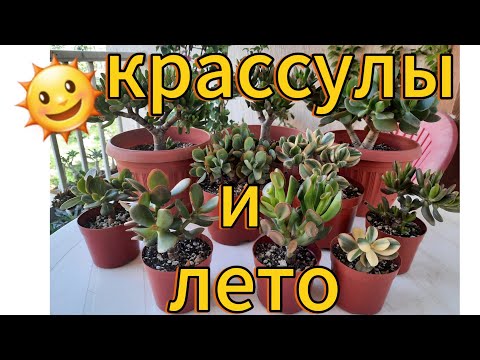 Видео: КРАССУЛЫ и другие. Кто ВЫЖИЛ и кто ПОСТРАДАЛ🥺 из-за моей беспечности. Мои ОШИБКИ в летнем уходе.