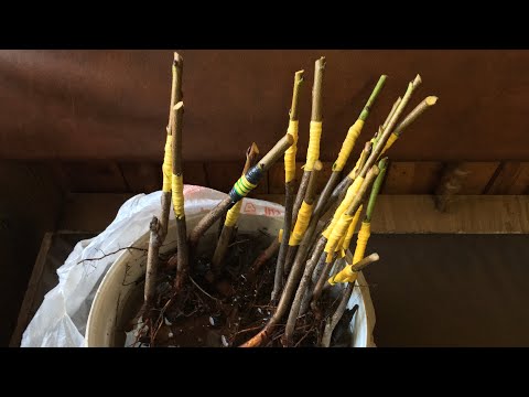 Видео: Прививка персика на сливу за столом (Результат)