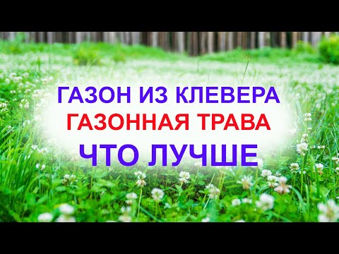 Видео: Как ухаживать за газоном из клевера