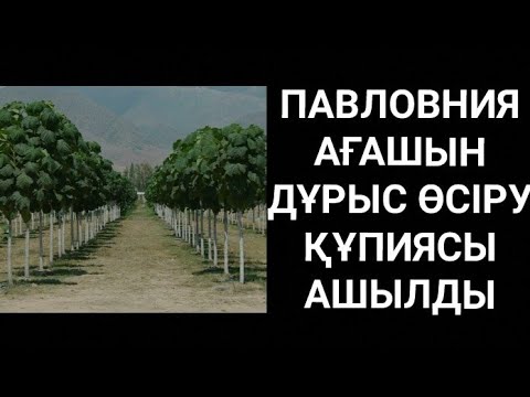 Видео: ПАВЛОВНИЯ КӨШЕТІН ҚАЙДАН АЛУҒА БОЛАДЫ🤔? ПАВЛОВНИЯ АҒАШЫ🌳ЖАЙЛЫ СІЗ БІЛМЕГЕН ШОК МӘЛІМЕТТЕР😱ЕҢБЕК ЕТ✊🌱