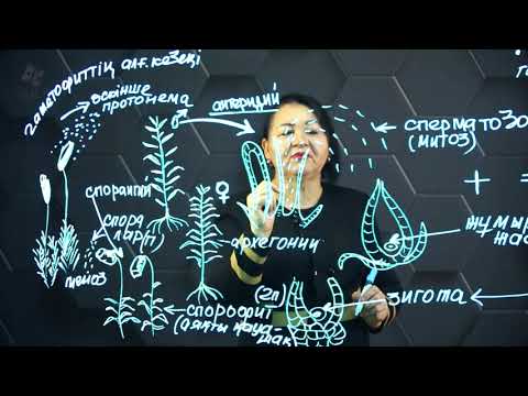 Видео: Споралы өсімдіктердің тіршілік циклі. 1 бөлім. 8 сынып.