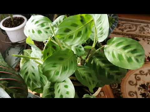 Видео: Мои маранты-строманты, как себя ведут 🤗😍