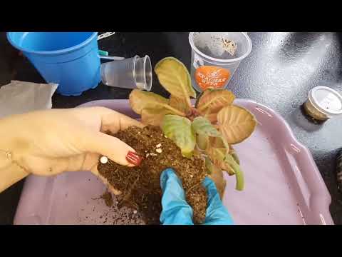 Видео: глоксинии: мой грунт для глоксиний.