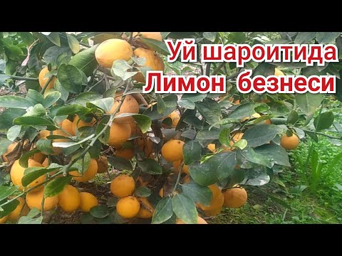 Видео: ЛИМОН ЕТИШТИРИШДА СИЗ БИЛМАГАН СИР-СИНОАТЛАР