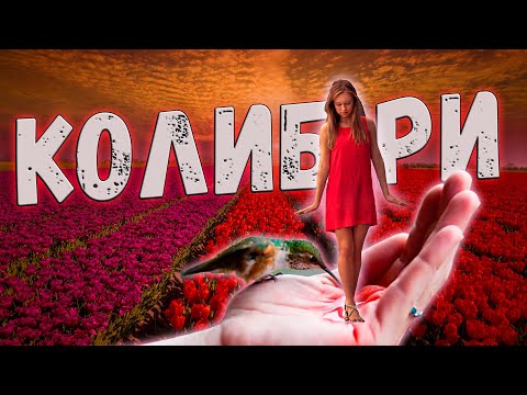 Видео: Просто Шикарная Новинка! Послушайте! Колибри!