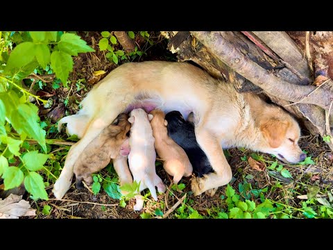Видео: Не могу поверить! Милая собачка 🐶 родила шестерых очаровательных щенков прямо здесь. 🐶😘❤️❤️❤️