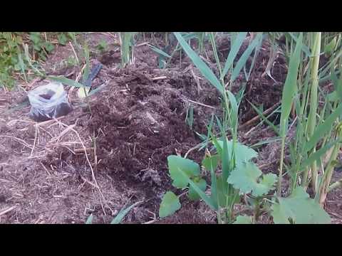 Видео: Энхитреус в природе.