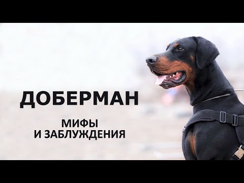 Видео: ДОБЕРМАН. Мифы и заблуждения о добермане
