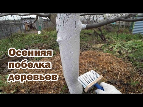 Видео: Добавка в осеннюю побелку от грызунов