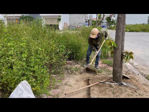 Видео: Очистите тротуары от травы, которая вторгается в пешеходные коридоры - Обновленные тротуары